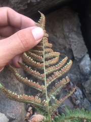 Dryopteris arguta