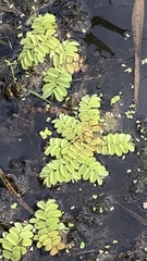 Salvinia natans