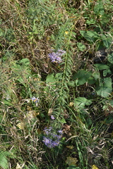 Galatella