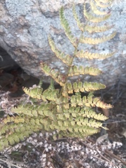 Dryopteris arguta
