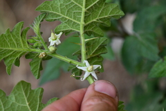 Solanum viarum