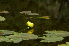 Nuphar polysepala