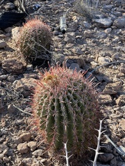 Ferocactus