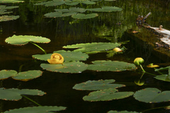 Nuphar polysepala