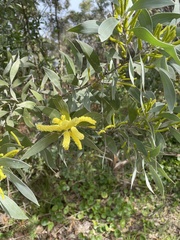 Acacia binervia