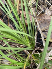 Lomandra