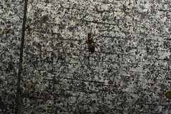 Pheropsophus jessoensis