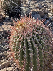 Ferocactus