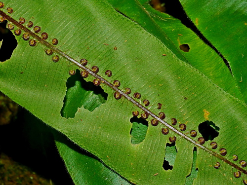 Oleandra wallichii (Oleandra wallichii)