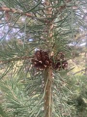 Pinus contorta