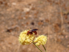 Tachypompilus unicolor