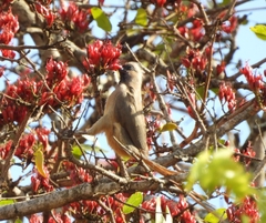 Colius striatus integralis