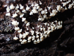Oligonema verrucosum