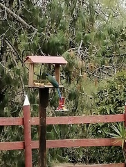 Momotus aequatorialis