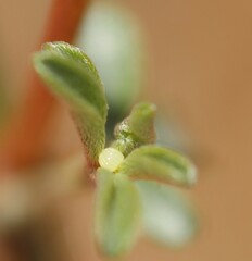 Eudaminae