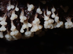 Oligonema verrucosum
