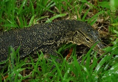 Varanus salvator macromaculatus