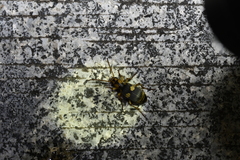 Pheropsophus jessoensis