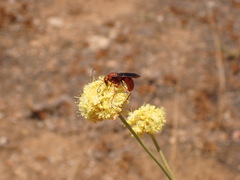 Tachypompilus unicolor