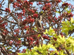 Colius striatus integralis