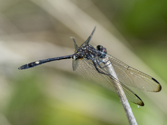 Dythemis velox