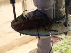 Orthomegas marechali image