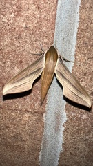 Xylophanes tersa