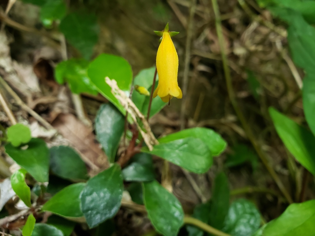 Gesneriaceae sp. - ゲスネリア sp.?\\u201cKayu カユラピス4) ゲスネリアsp.?カユラピス【TB便】　Gesneriaceae sp.?“Kayu lapis”【TB】熱帯植物　パルダリウム　ビバリウム　送料第4種植物郵便110円