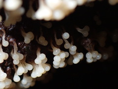 Oligonema verrucosum