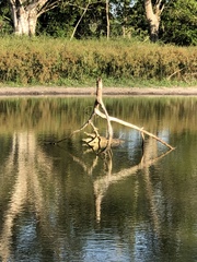 Crocodylus moreletii