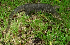 Varanus salvator macromaculatus