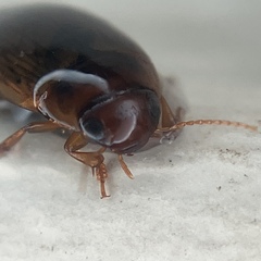 Copelatus chevrolati