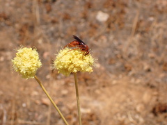 Tachypompilus unicolor