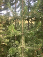 Pinus contorta