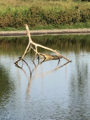 Crocodylus moreletii