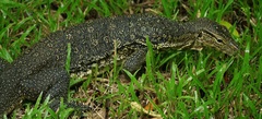 Varanus salvator macromaculatus