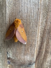 Anisota pellucida