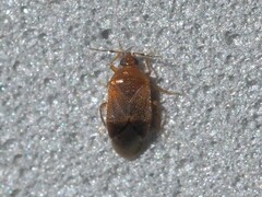 Cimicoidea