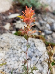 Castilleja applegatei breweri