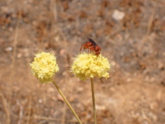 Tachypompilus unicolor