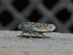 Xestocephalus superbus