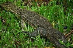 Varanus salvator macromaculatus