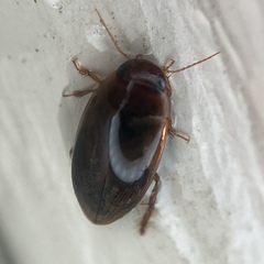 Copelatus chevrolati