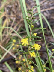 Acacia amblygona