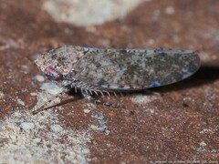 Paraphlepsius tennessus