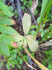 Lysimachia europaea