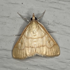 Helvibotys helvialis