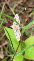 Sameodes