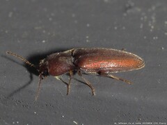 Glyphonyx bimarginatus