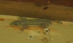 Gekkota